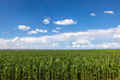 Green maize fields with white clouds and blue skies