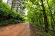 Dirt road in green forest