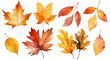 Set of watercolor autumn leaves isolated on white background.
