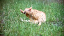 Ginger Cat Sitting On Grass	