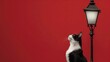 Black and white cat looking up at classic street lamp with bright bulb against solid red background