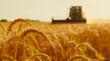 A photo of an open field with golden wheat swaying in the wind, and a modern harvester harvesting it