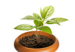 Close Up Shot Of An Avocado Sapling With New Leaves In A Small Plastic Pot, Isolated On White Surface