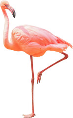 Beautiful flamingo bird stand on one leg isolated on white background