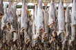 Close-up of stockfish on the Lofoten Islands, Norway