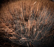 Closeup of dry reeds in water in springtime.