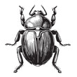 Scarab - Classic Drawn Ink Illustration Isolated on White Background