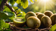 © tanya78 - ripe kiwi of the garden harvest