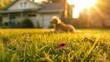 Dangerous tick crawls along the grass to a dog sitting on a green lawn. Dangerous animal.	