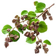 Guduchi Tinospora cordifolia Ayurveda herb natural medicinal remedy ingredient, isolated on a transparent background