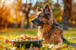 Loyal German Shepherd dog with a bowl of high-quality dog treats, in the middle of a beautiful park