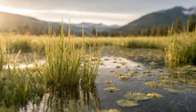 Idaho Green Aquatic Plants In A Wetland With Water Drops