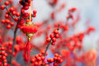 Small red lanterns hang beautifully for Chinese New Year decorations. on a melting background