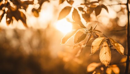 Canvas Print - abstract autumn nature background with leaves on a branch glowing sun and warm seasonal colors