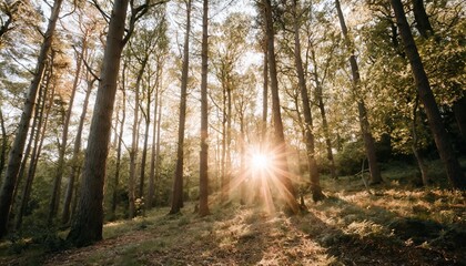 Poster - sunlight seen through trees in forest