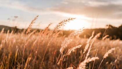 Poster - grass stalks in the sun autumn nature background field grass stems in orange sunset sunlight autumn sunset