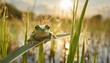 struggling european tree frog hyla arborea holding on grass blade in wetland little green amphibian on vegetation in summer nature from front view