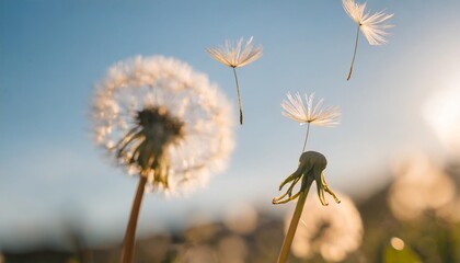 Canvas Print - dandelion seeds flying next to a flower on a blue background botany and the nature of flowers