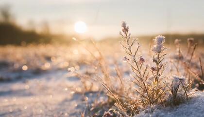 Poster - winter season outdoors landscape frozen plants in nature on the ground covered with ice and snow under the morning sun seasonal background for christmas wishes and greeting card