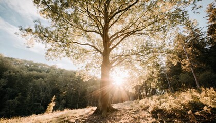 Wall Mural - tree with sunshine in wild forest