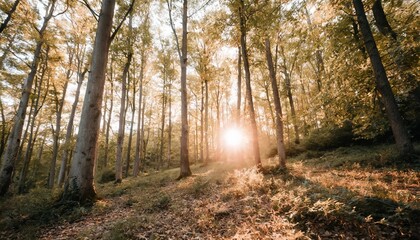 Wall Mural - beautiful wild forest