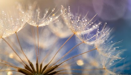 Canvas Print - beautiful dew drops on a dandelion seed macro beautiful soft light blue and violet background water drops on a parachutes dandelion on a beautiful blue soft dreamy tender artistic image form