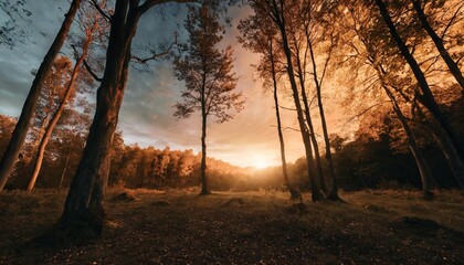 Canvas Print - night in the forest scary landscape horror wallpaper