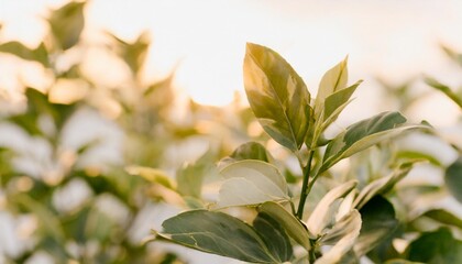 Wall Mural - fresh green citrus leaves on white background