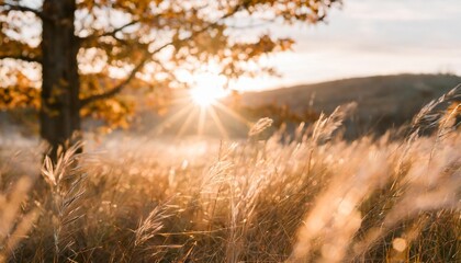 Sticker - beautiful nature background of autumn grass a ray of light break through branches