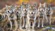 A pack of wolves looking at the camera