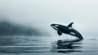 orca killer whale leaping out of water