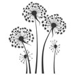 Silhouette Dandelions flower single black color only
