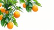 Generative AI : Fresh orange fruit hang on tree branch with green leaves isolated on white background.