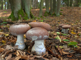 Wall Mural - Goliath Webcap mushrooms (Cortinarius praestans) in the deciduous forest