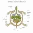 Internal anatomy of turtle isolated on white background. Tortoise anatomy. Vector illustration.
