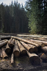 Massively cutting down trees - deforestation, an ecological and environmental crisis. Forest pine and spruce trees. Log trunks pile, the logging timber wood industry. Wide banner or panorama wooden tr