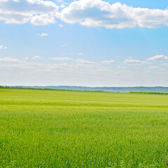 Wall Mural - Green wheat field and cloudy sky.