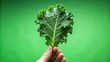 hand holding a leaf of kale the best super food on a green background