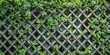 © xartproduction - Intricate lattice panels combined with climbing plants, forming a living fence