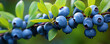 Fresh huckleberries on green twig. (Vaccinium corymbosum). Blueberries