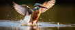 Kingfisher catching fish. Small bird king fisher in fly.
