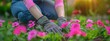 close up woman hands in gloves planting pink flowers in garden, concept of spring summer gardening cultivation horticulture