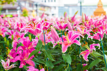 Beautiful pink lily botanical outdoor garden flower blooming