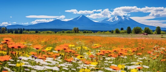 Canvas Print - Vibrant wildflowers cover a meadow under the gaze of a majestic mountain in the distance