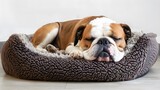 Fototapeta Koty - Bulldog sleeping in a Fluffy Bed