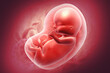 fetus inside the womb. 3d illustration