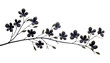 branch of a tree with black flowers isolated on transparent background cutout