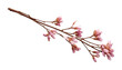 cherry blossom branch isolated on transparent background cutout