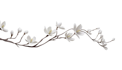 Wall Mural - white flowers branch isolated on transparent background cutout