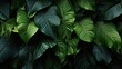 Green leaves background. Tropical leaves texture. Top view. Flat lay